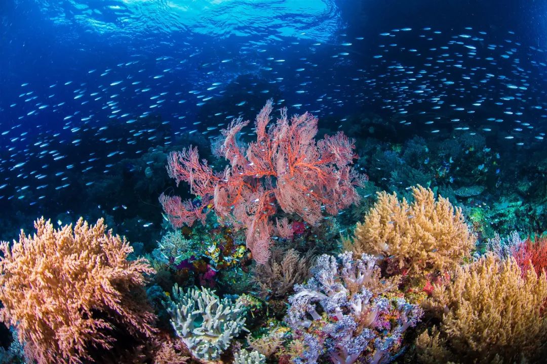 菲律宾塑料破碎,菲律宾碎尸案