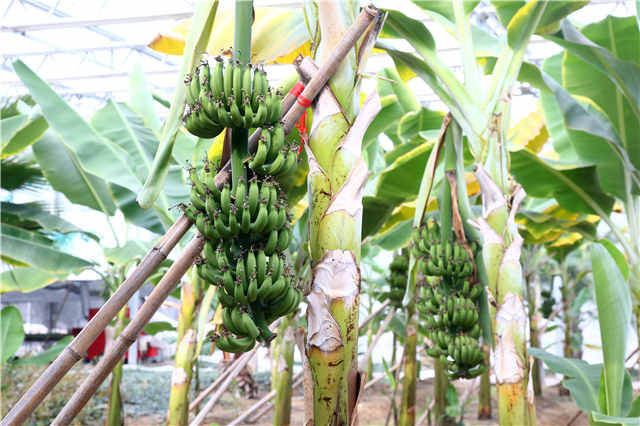 复旦博士10年前种下上海第一棵火龙果，如今成了千亩主题公园