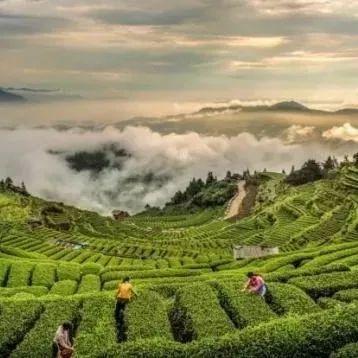 松阳古村落古树人家风景美如画,松阳千年古村落