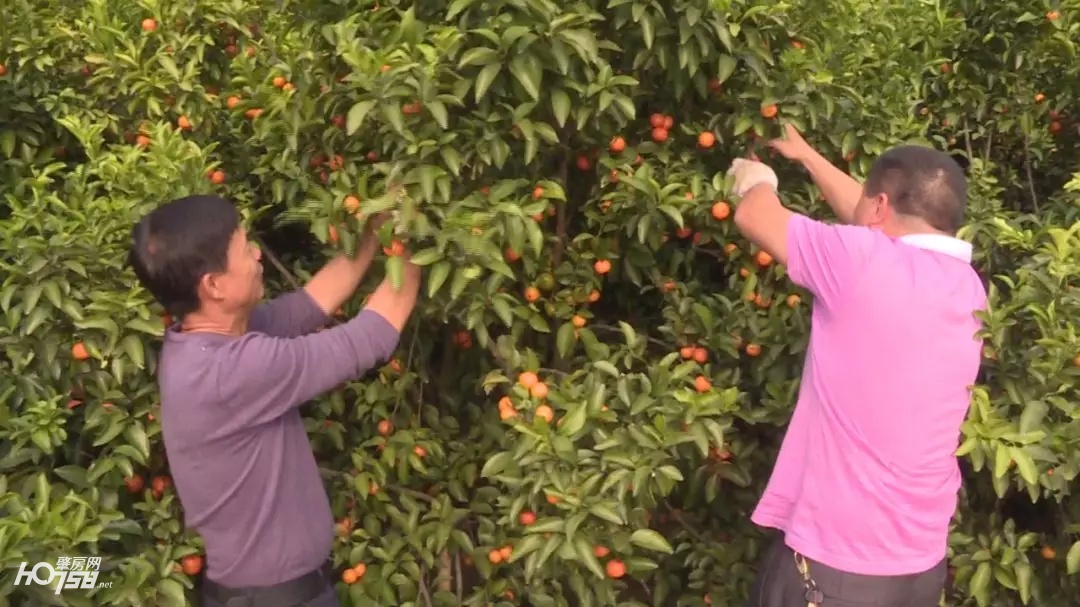 大新镇沙糖桔丰收视频,迳口沙糖桔采摘园