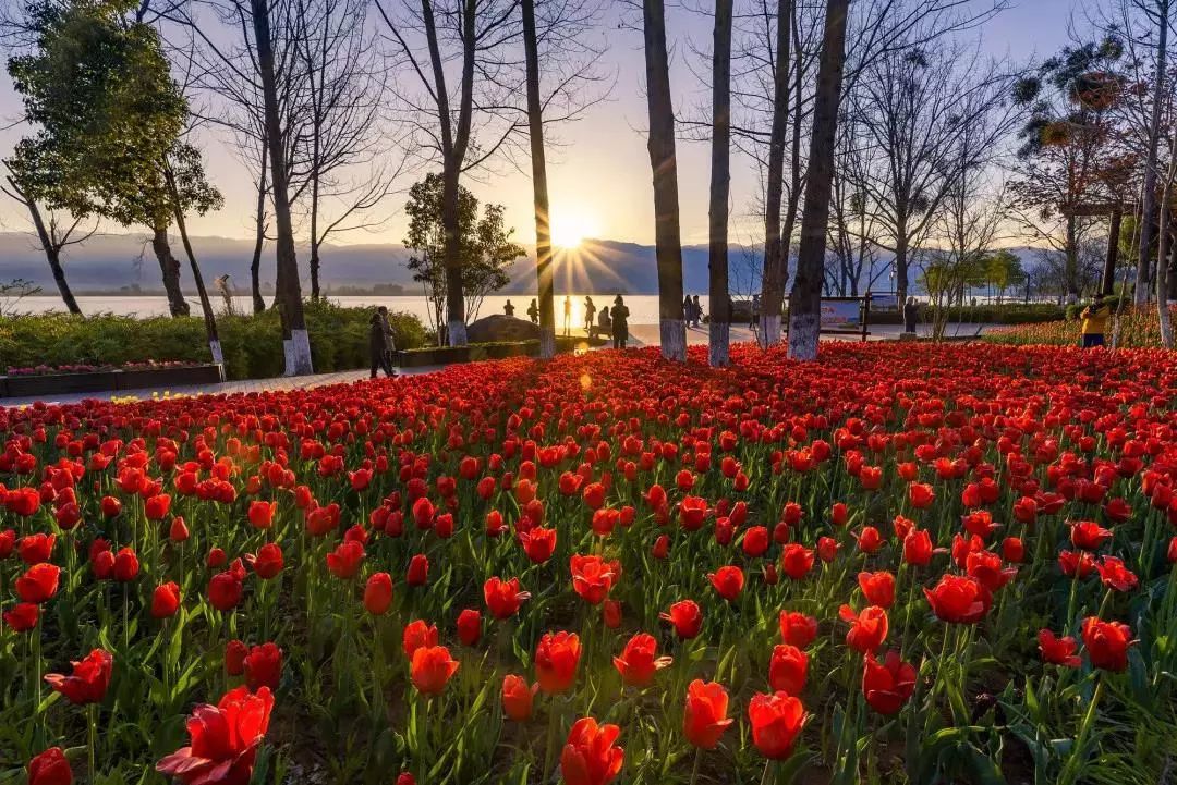 成都后花园独栋大别墅,成都后花园最火的地方
