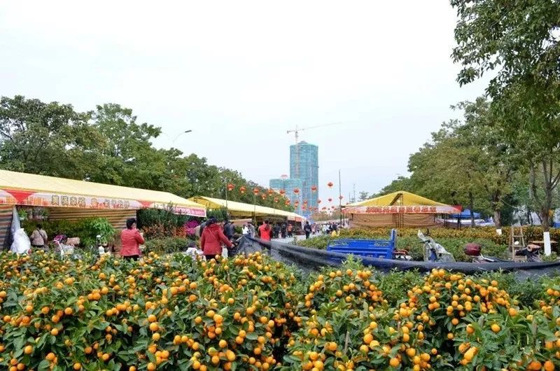 清远清新迎春花市2024年花市,清远2023迎春花市在哪里