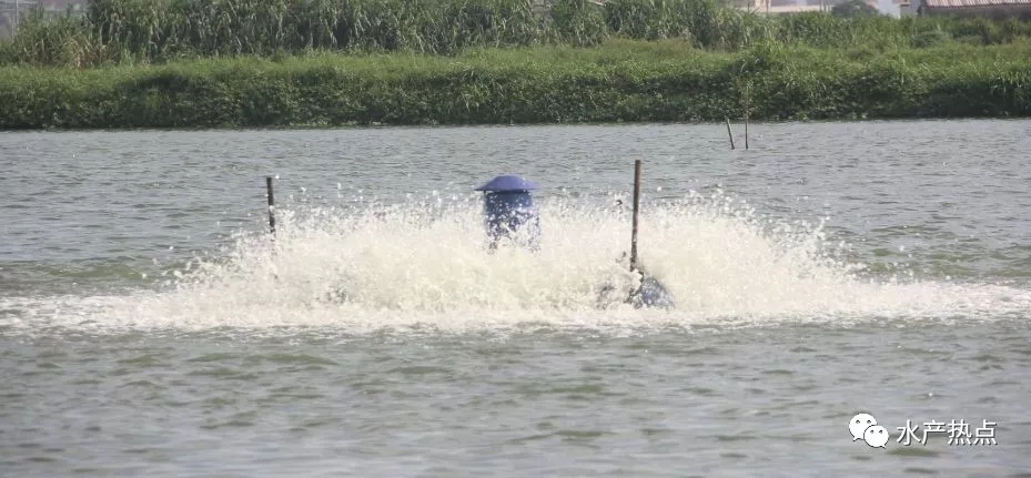 鱼塘漂白粉消毒正确用法,干鱼塘消毒用生石灰最简单方法