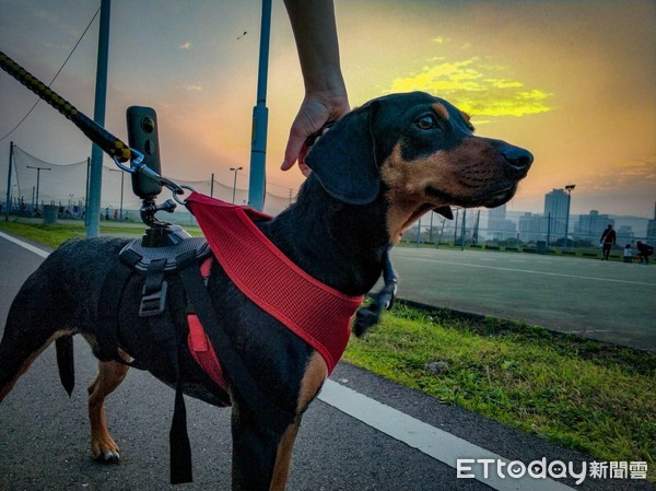 逛夜市心好累!狗狗腰软倒床赖皮 胖肚子扶不起来