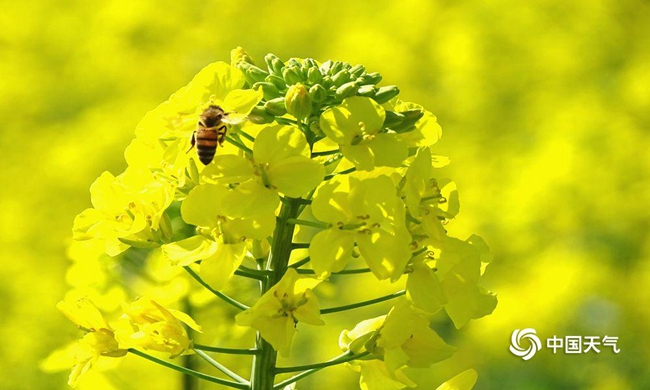 三九是一年中最冷的时候,三九是最冷的日子吗