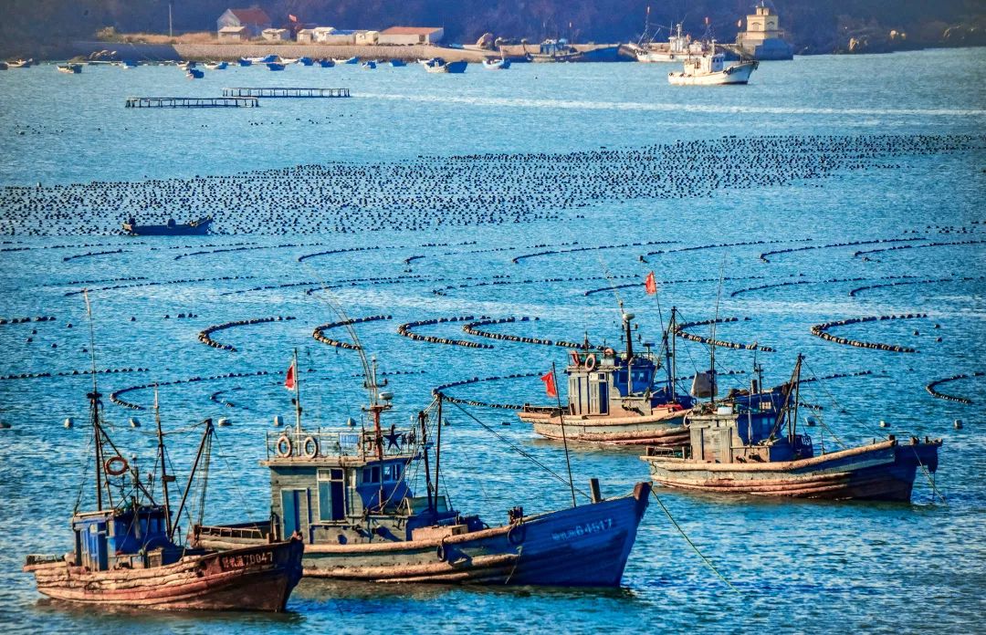 过年新鲜海鲜有哪些,中国人过年常吃什么