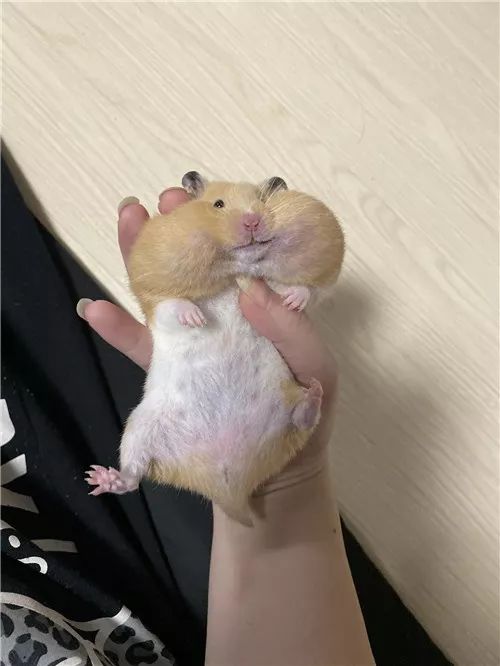 日推网友鼠年仓鼠腮帮子大赛，满屏圆滚滚毛茸茸敲可爱