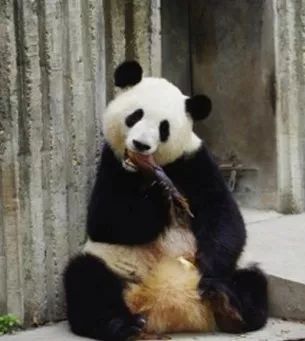 TheStoryoftheBlackWhite“LivingFossil”︱一只黑白“活化石”的前世今生