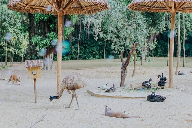 广州长隆野生动物世界旅游攻略,暖冬长隆3天2晚