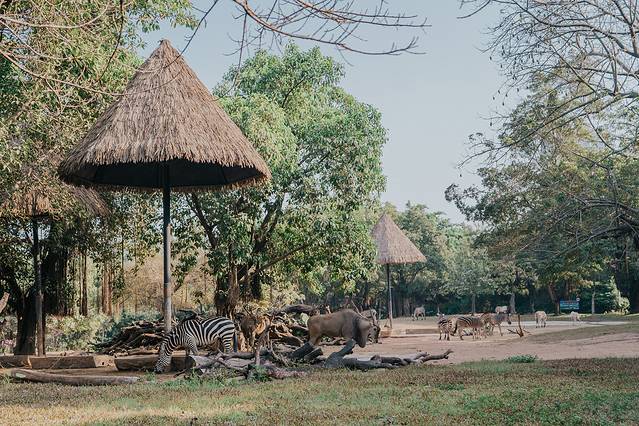 广州长隆野生动物世界旅游攻略,暖冬长隆3天2晚