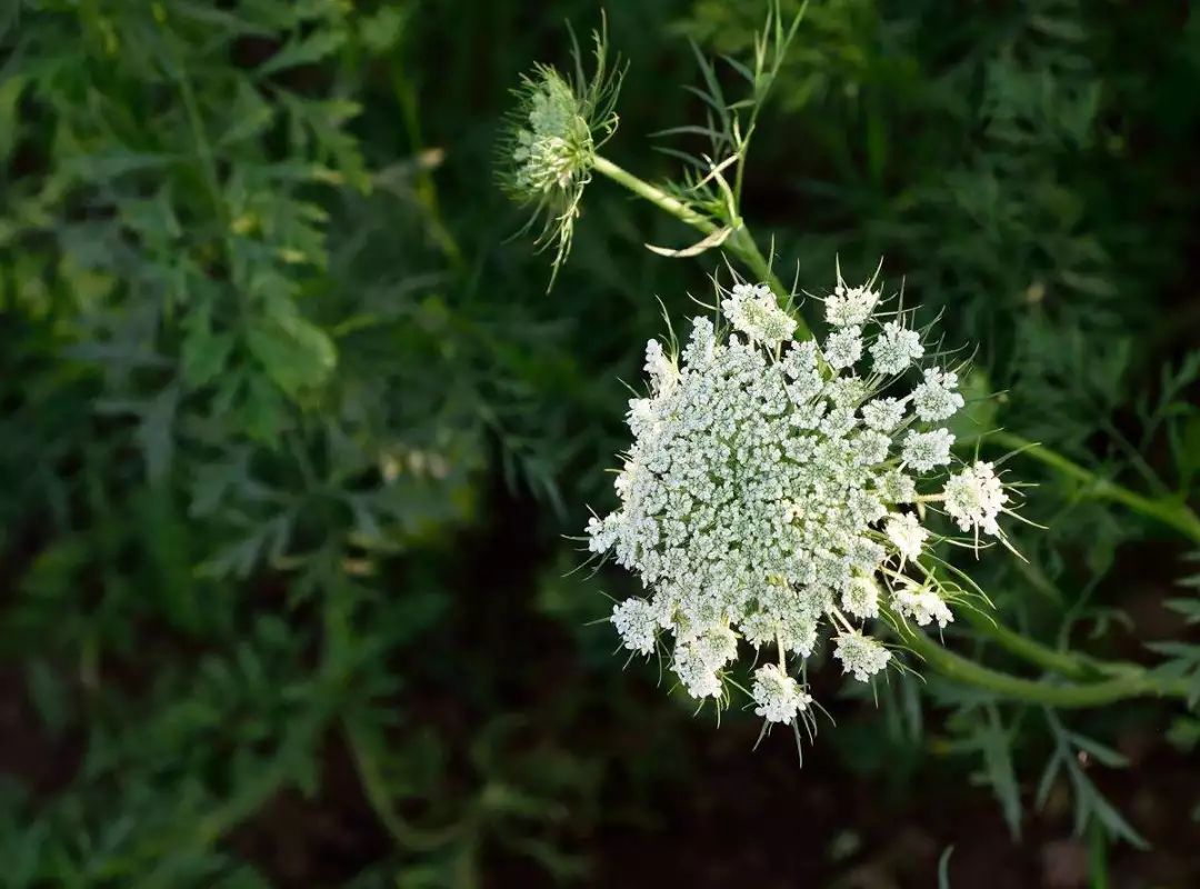 腊梅不是梅,腊梅不是梅花吗