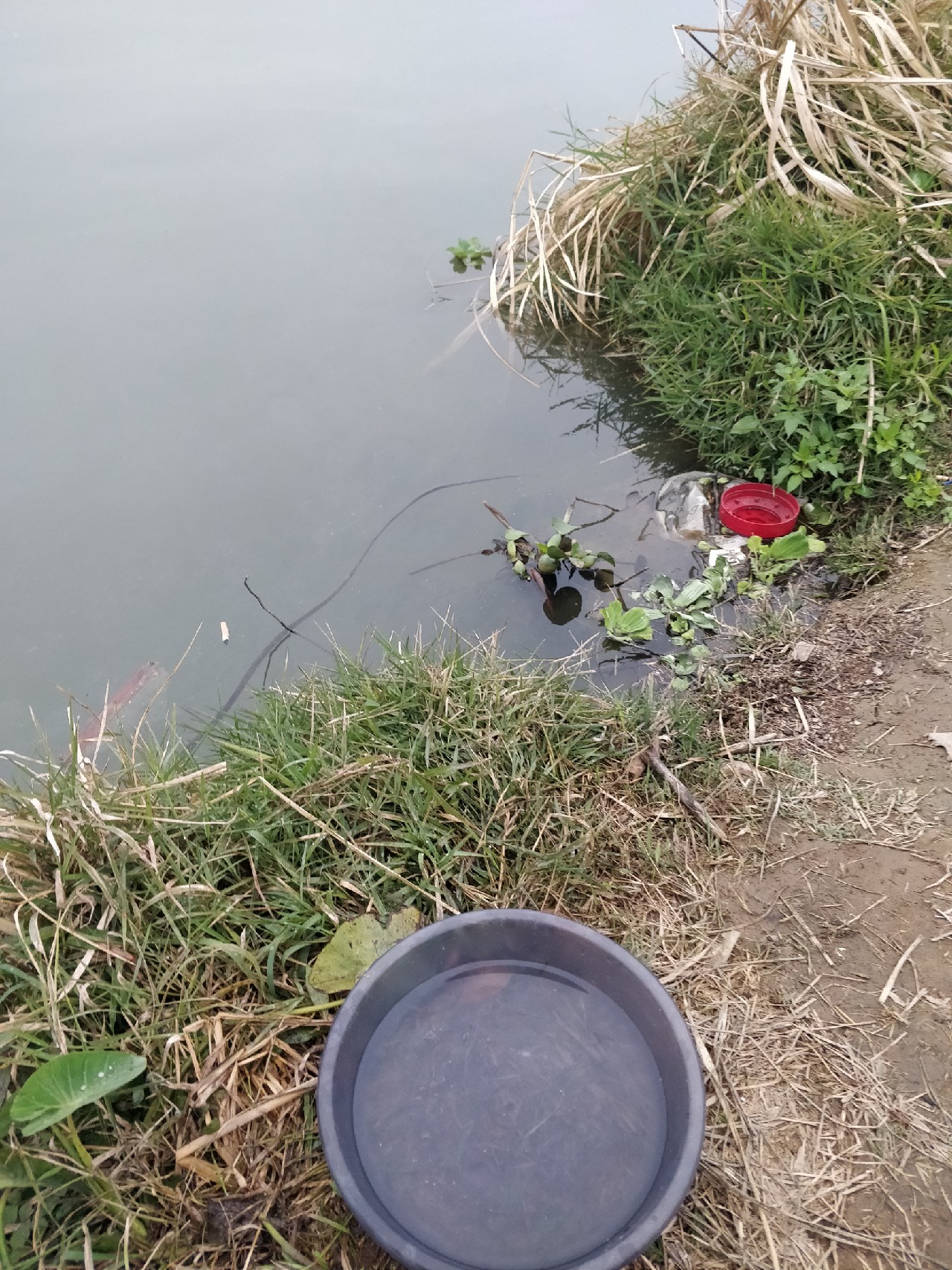 原来钓鲫鱼的诀窍在这里,春钓鲫鱼用什么饵料最好