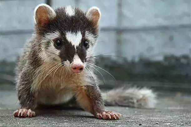 中国人为什么爱吃野生动物,李时珍主张吃什么肉最好