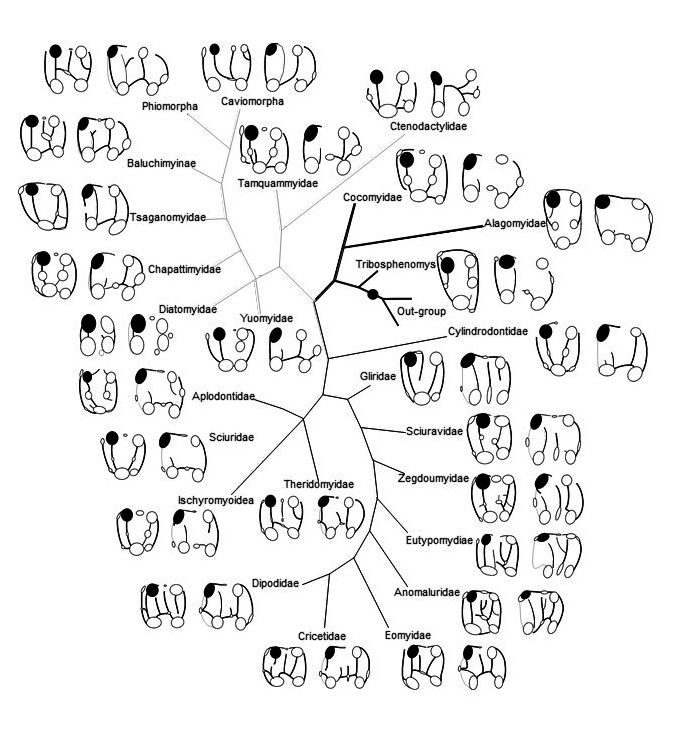 属鼠初一到三十,属鼠生在初一好吗
