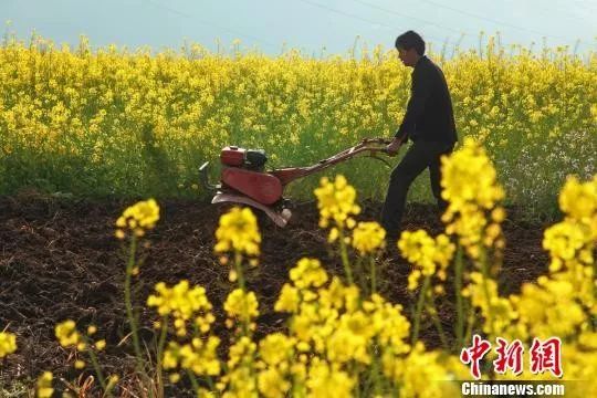 今日立春冬已尽春可期,今日立春春暖花开