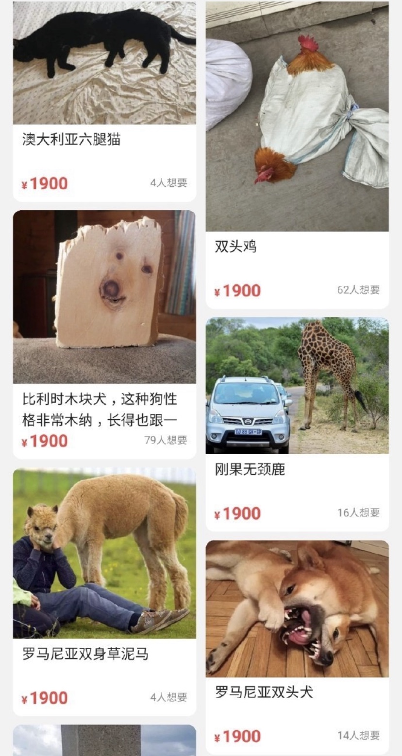 在闲鱼买大牌,在闲鱼买包包