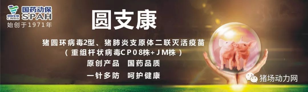 母猪羊水破2个小时没生怎么办,母猪羊水破了一个小时不生怎么办