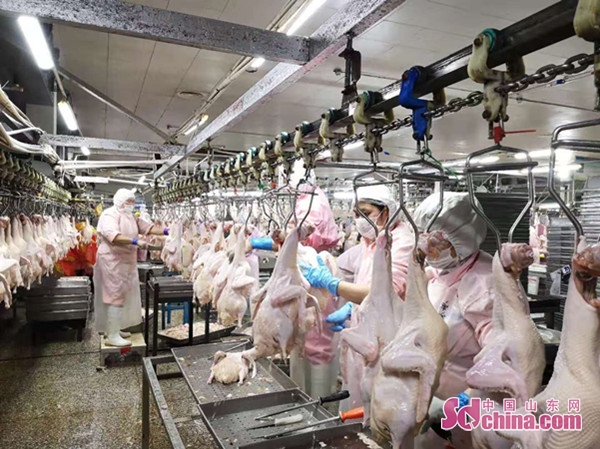防控疫情顶呱呱,山东畜禽企业抗击疫情