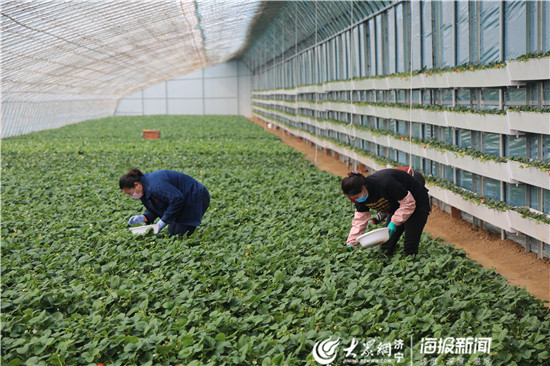 这就是山东丨从果园直达市民果盘济宁邹城爱心助农共战疫情