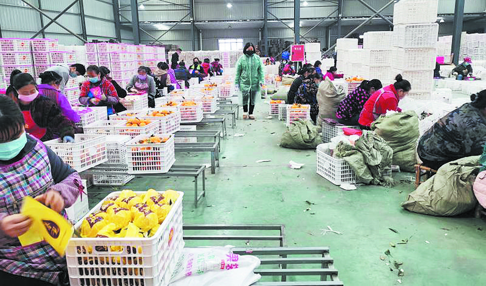 四川蒲江耙耙柑新鲜果园直播,耙耙柑带货直播