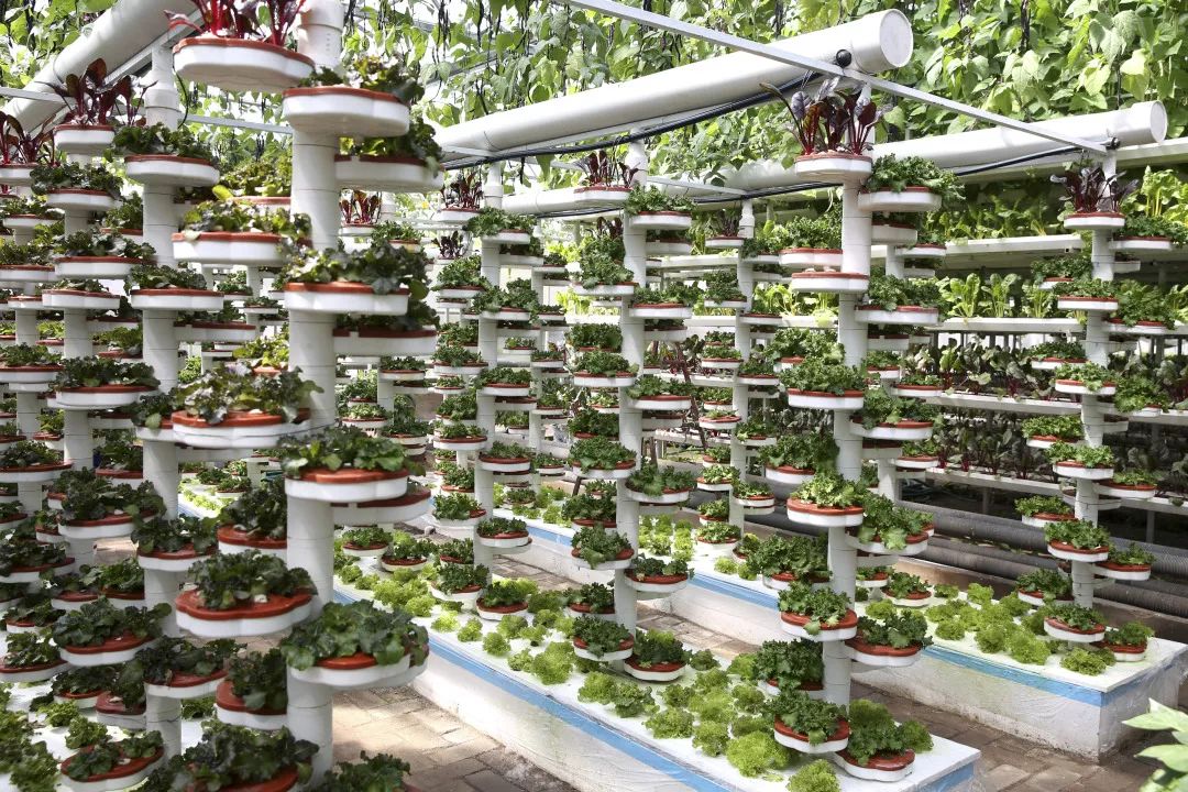 一送最少几十吨，支援湖北的背后是世界第一硬核蔬菜大国……