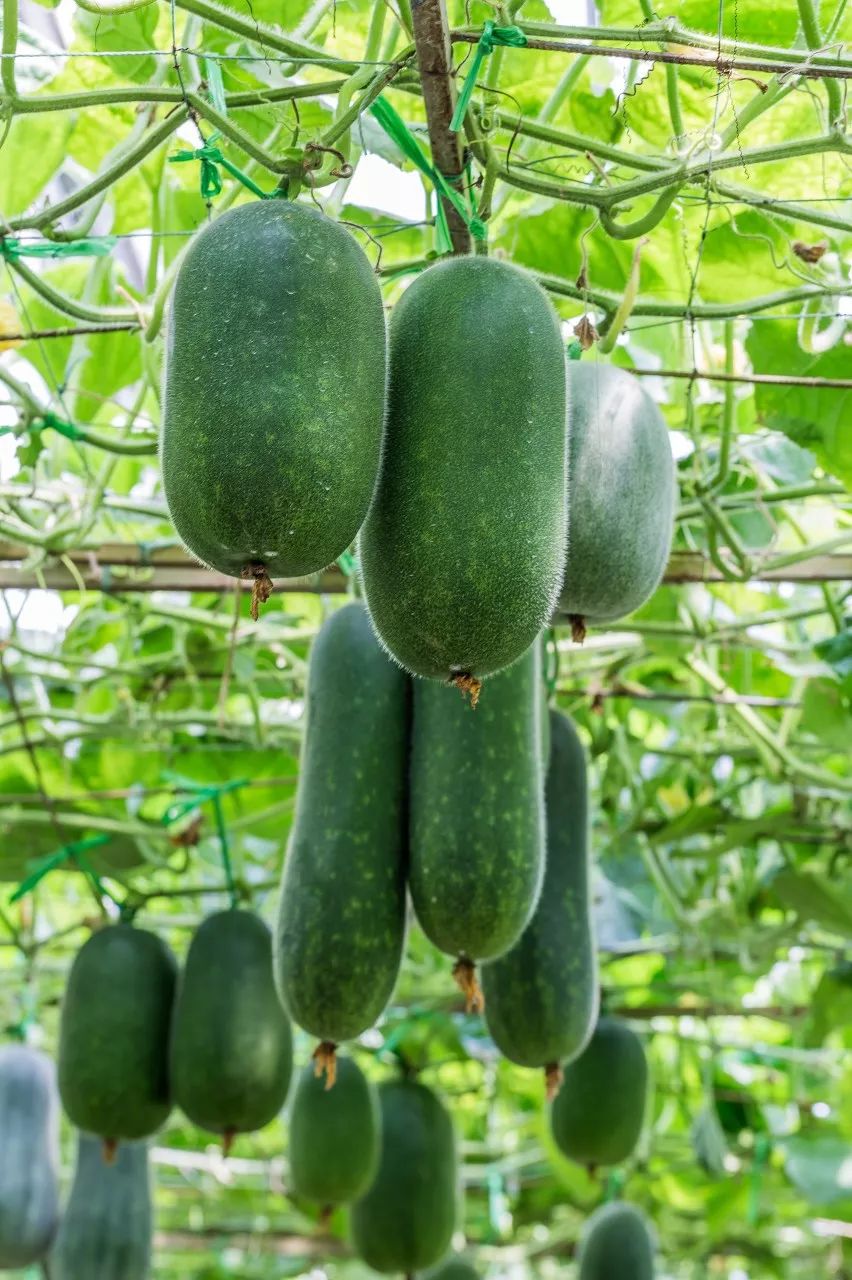 一送最少几十吨,支援湖北的背后是世界第一硬核蔬菜大国……