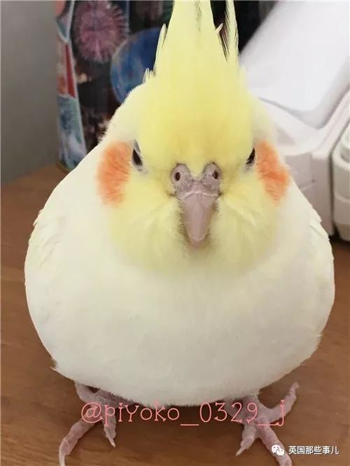 同样是冬天胖成球,凭什么鸟球就这么可爱