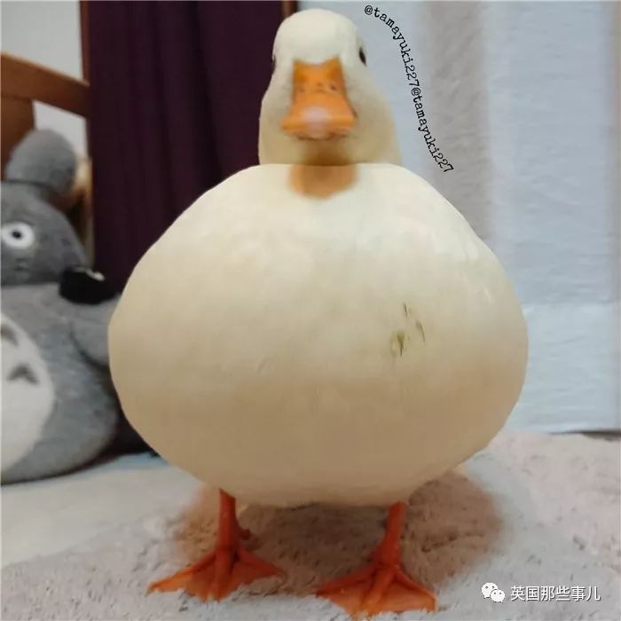 同样是冬天胖成球,凭什么鸟球就这么可爱