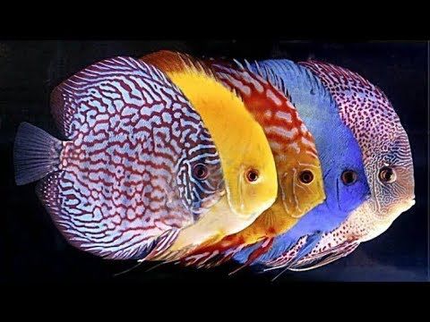 莫斯树草缸造景diy教程,不需要二氧化碳的草缸造景