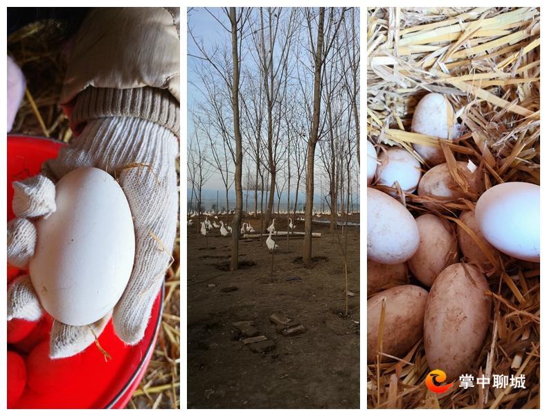 2020聊城农产品滞销,滞销农产品信息发布