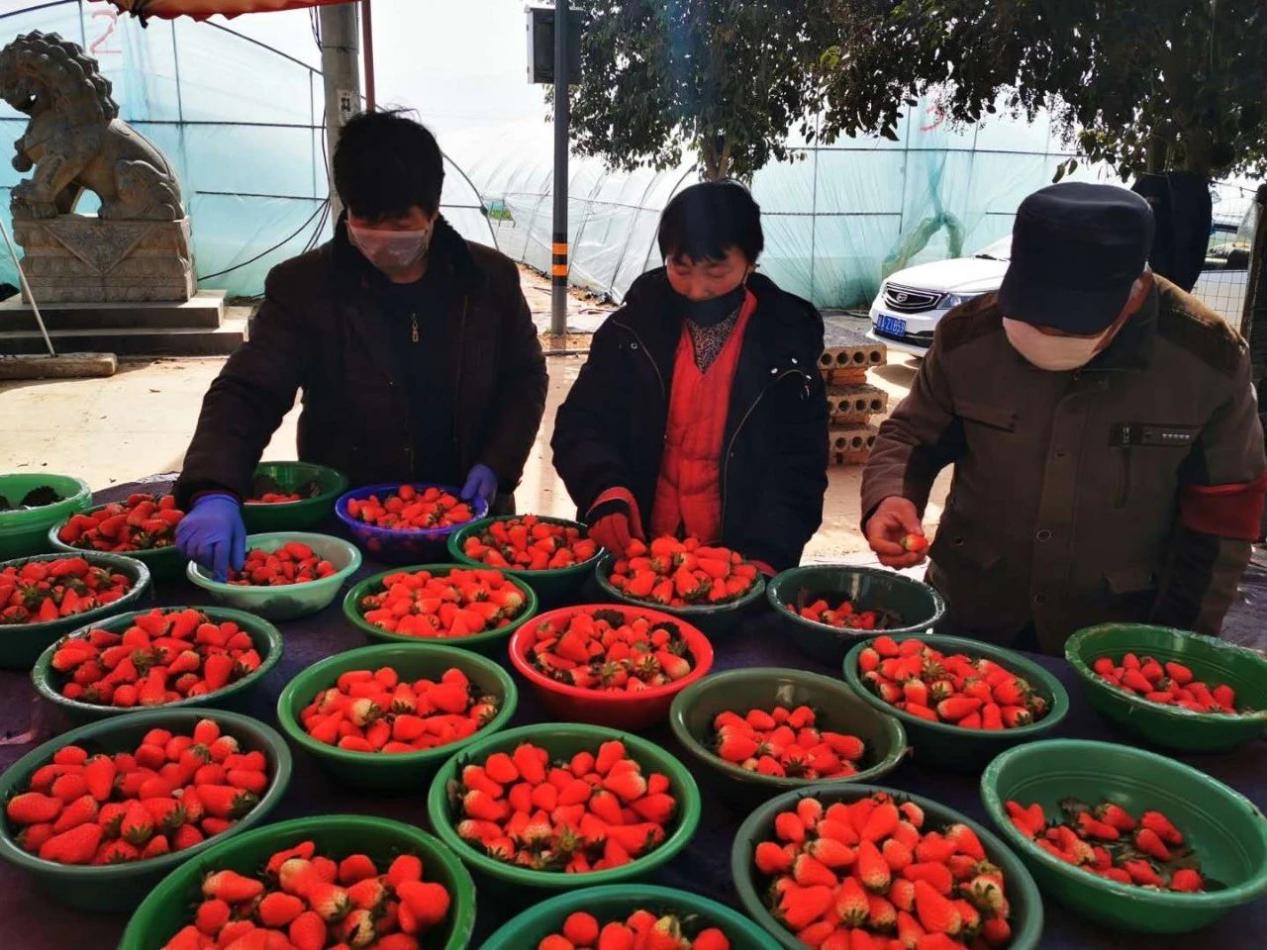 长安区草莓种植户发起线上“拼团群”：相信困难只是暂时的