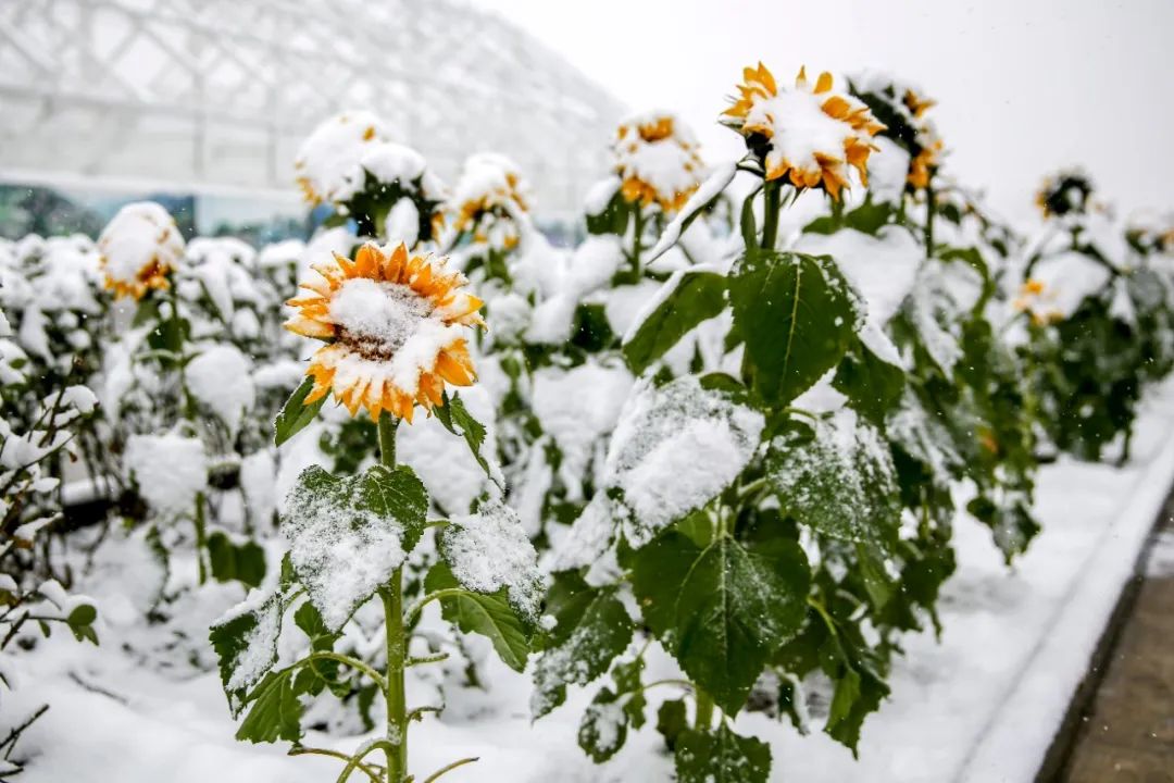 爱改装的车主眼中汉兰达咋样？除了油耗高、推背感肉外，不偷工减料、舒适度高能不能加分？