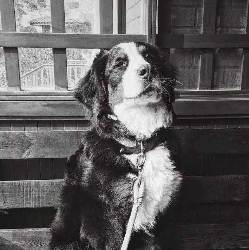 电饭锅芝士蛋糕最简单的做法,教你做现在超火的芝士蛋糕