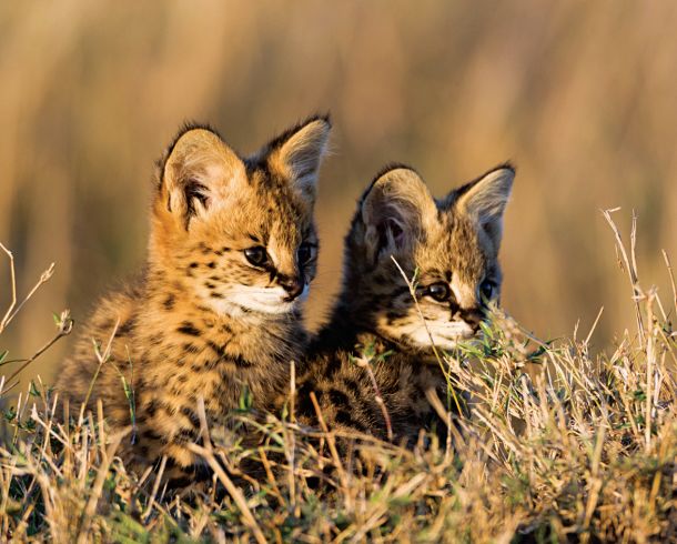 快看，这些荒野之猫