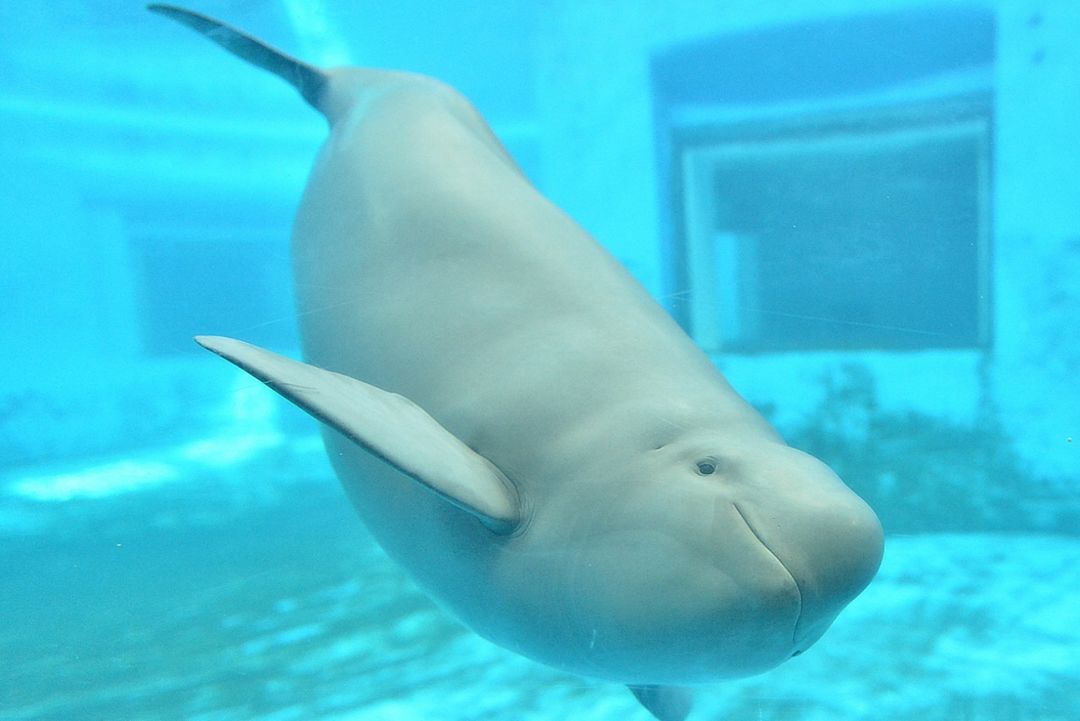 长江寻江豚,长江江豚的微笑