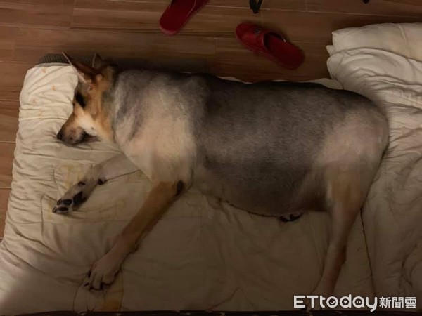 老狗半夜哭要怎么解决,老年犬一天到晚都在喘粗气怎么办