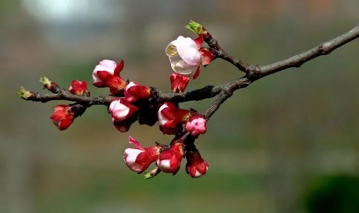 藏在诗词里的诗词,藏在古人诗词里的三春