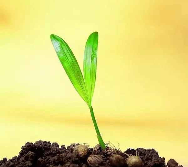 怎么开导失去亲人的孩子,亲人离去告诉不告诉孩子