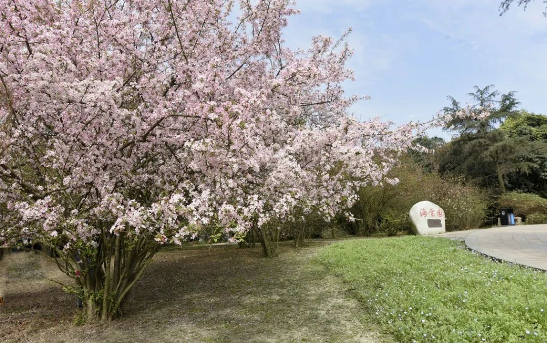 成都的景点都正常开放吧,现在成都有哪些景区免费