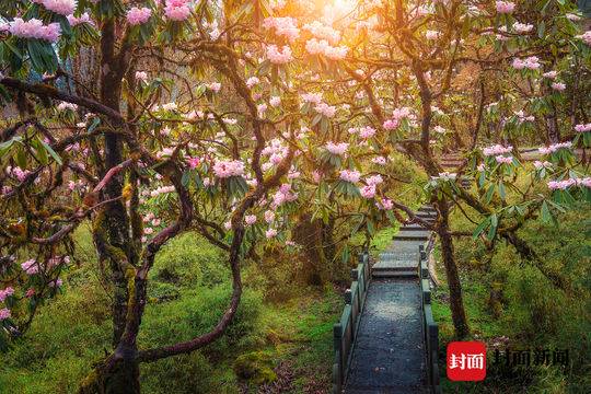 二郎山喇叭河景区8月需要预约吗,二郎山喇叭河7月开放不