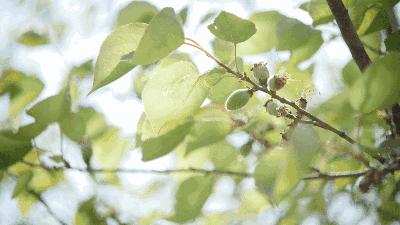花漾秦淮|最是一年春好处，木香盛放醉秦淮