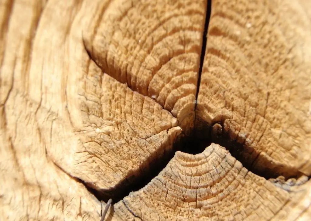 一起来植树的视频,今天适合植树吗