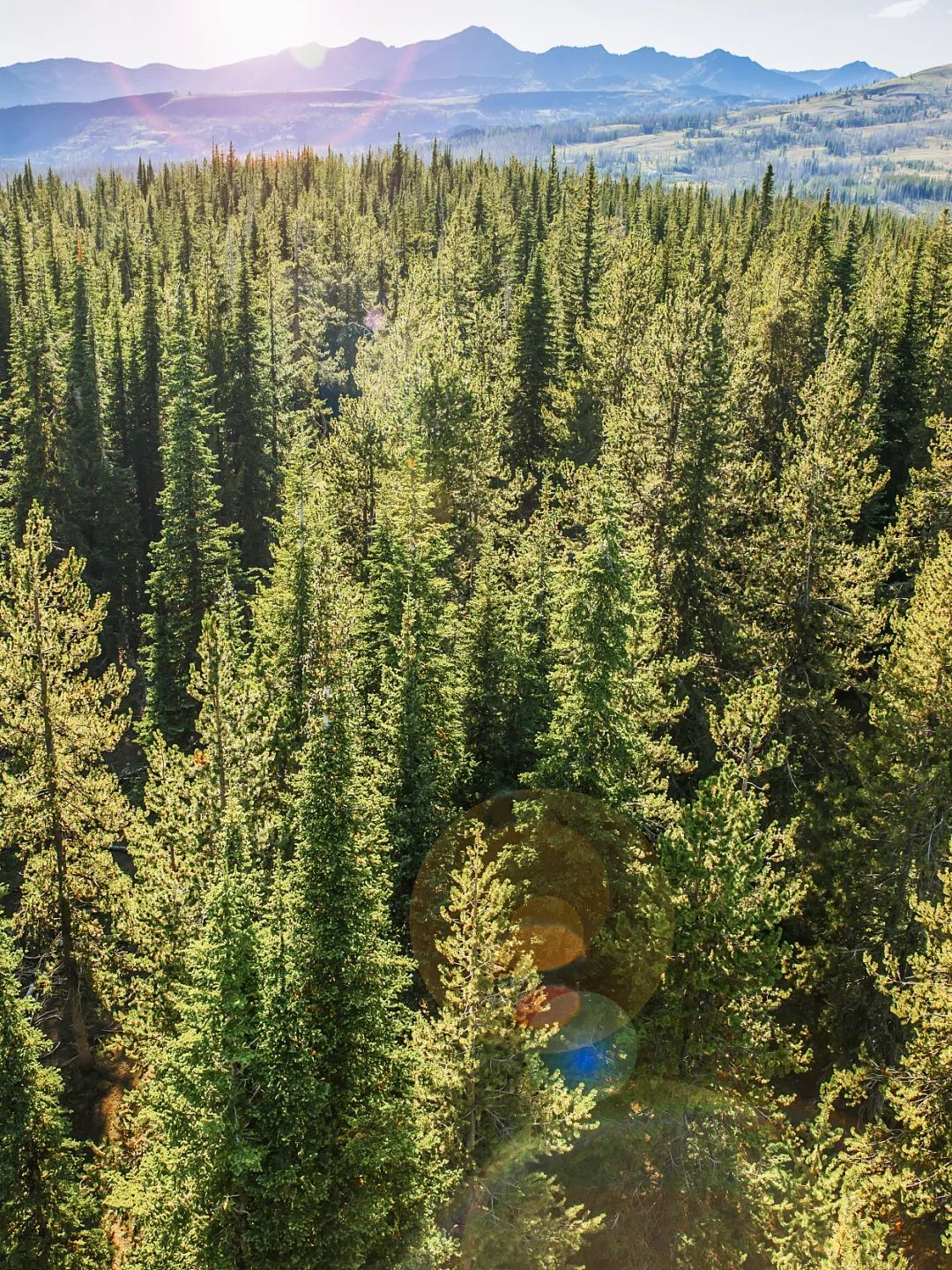 全球变暖种树有用吗,种树可以阻止全球变暖吗