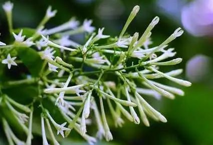 寻香|五彩斑斓的黑算什么,来见识一下五光十色的白