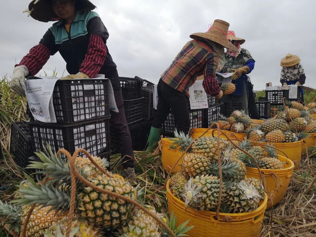 战疫助农在行动努力卖枇杷,战疫助农安徽省贫困县优质农产品