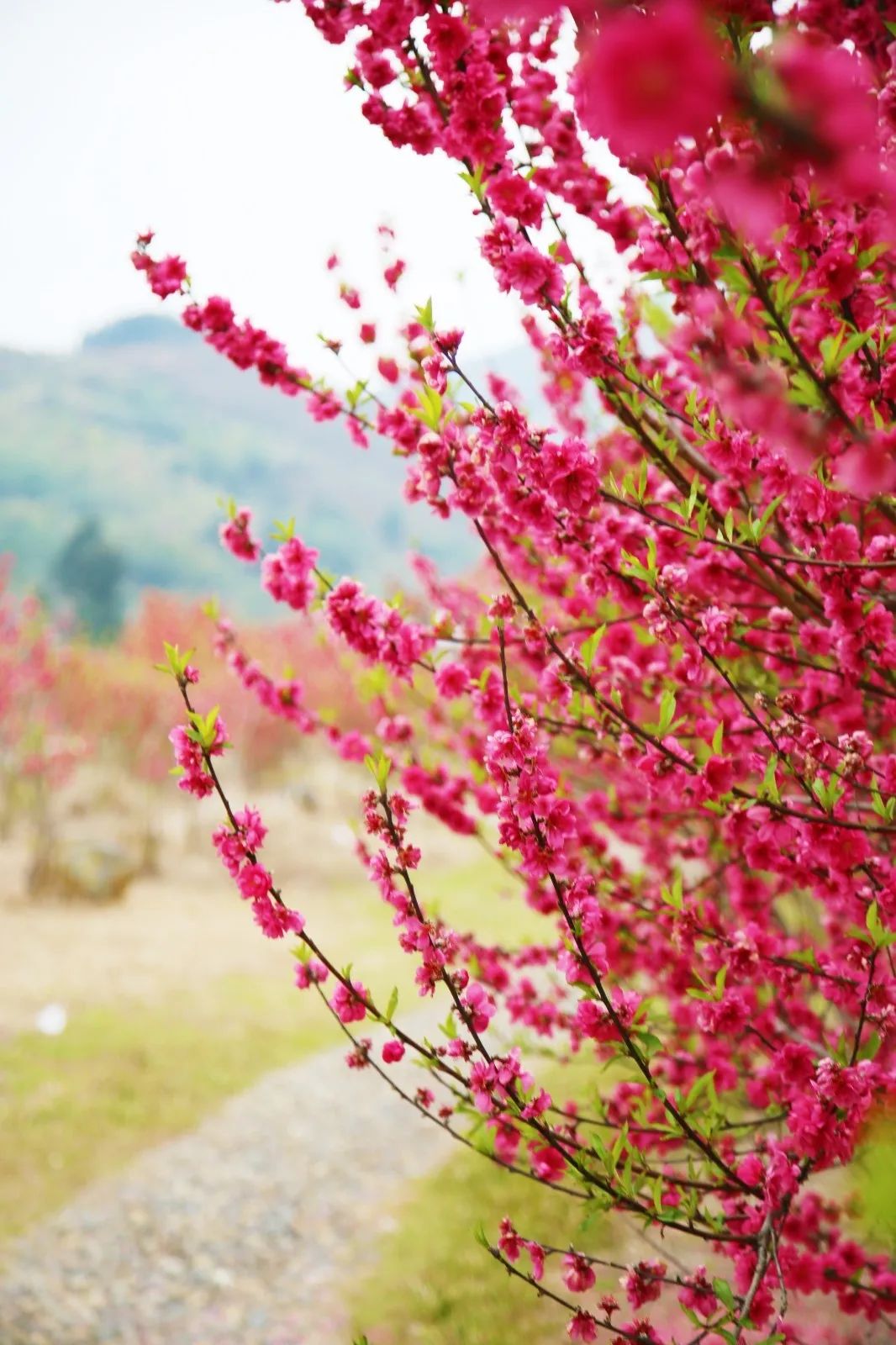 打卡好西乡！桃花胜*光春**，佳人已成双