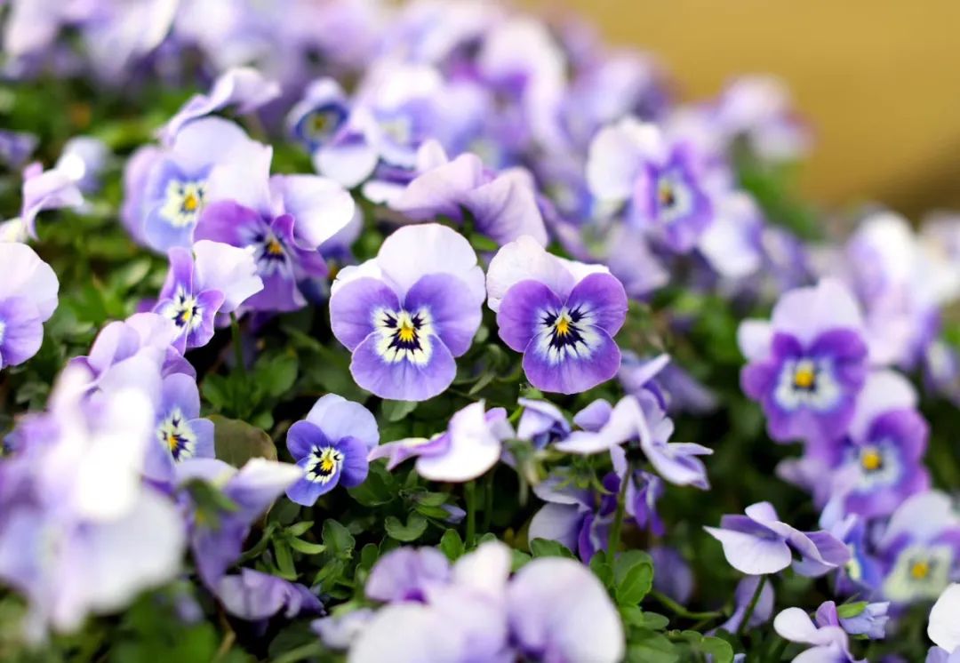 古诗词中的春天的美,春天里的古诗词美篇