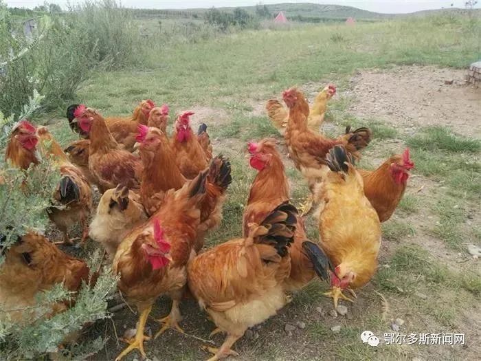 鄂尔多斯这个村放大招，公鸡也能认养了！｜推农品促增收