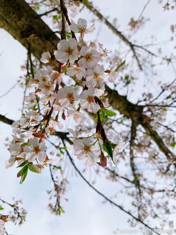 武大樱花雨现场,武大樱花周日还有票吗
