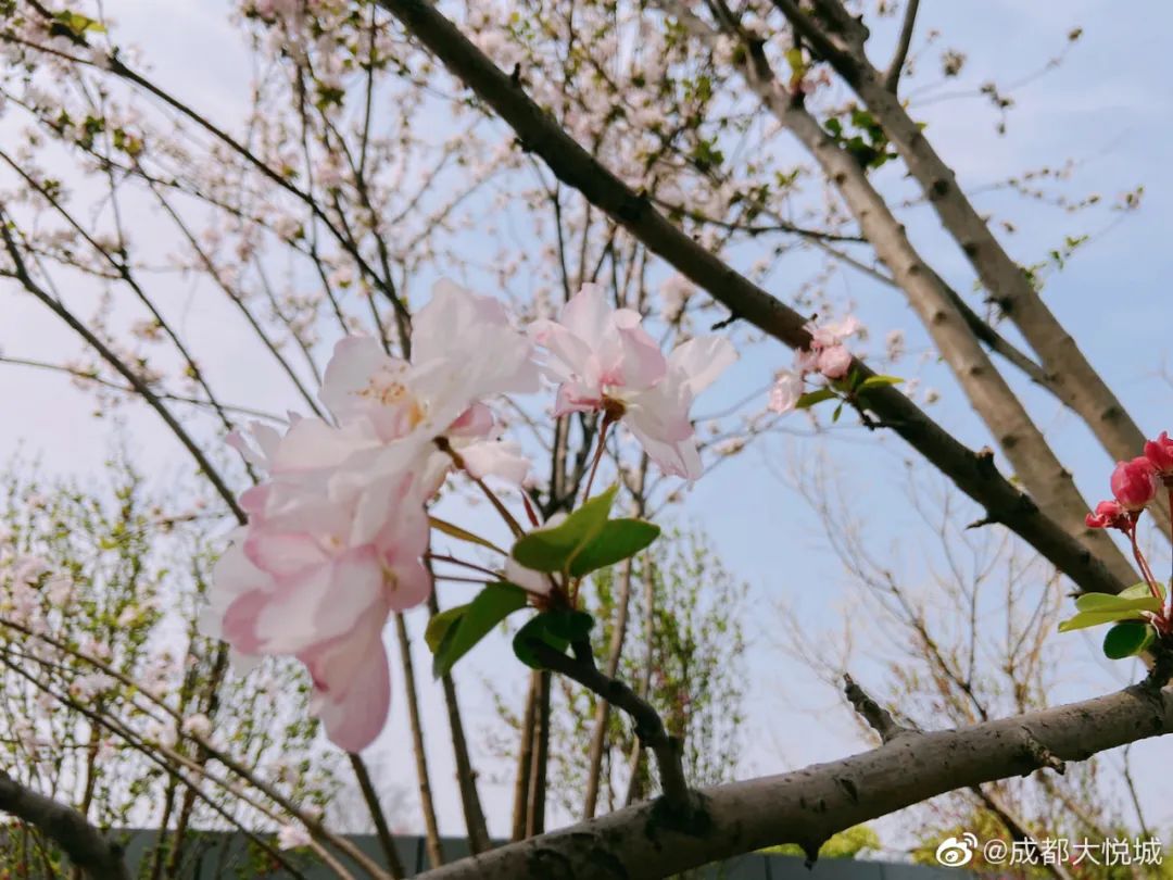 武大樱花雨现场,武大樱花周日还有票吗